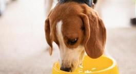 狗狗缺水的症状表现