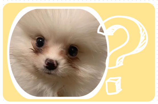 博美犬淚痕嚴重