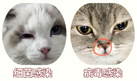 貓咪單眼流淚有分泌物
