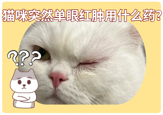 猫咪突然单只眼睛红肿用什么药？