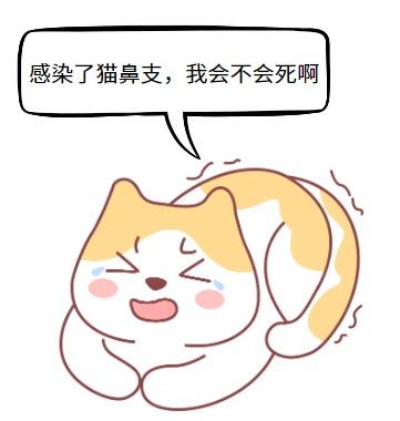 揭秘：猫鼻支影响下的猫咪寿命真相