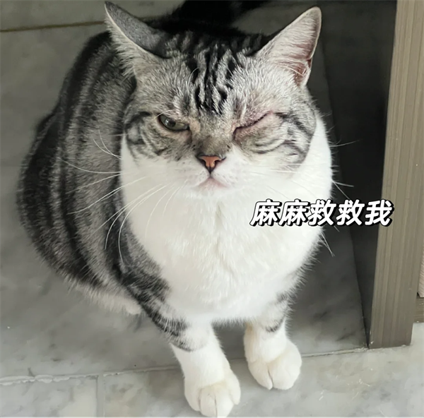 猫咪眼睛发炎怎么办？治疗经历分享