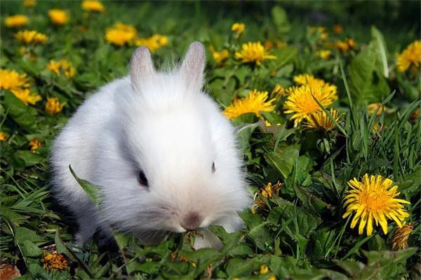 兔子喜欢被摸什么哪些部位？不喜欢被摸哪些部位？