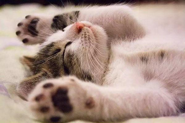 猫咪打呼噜