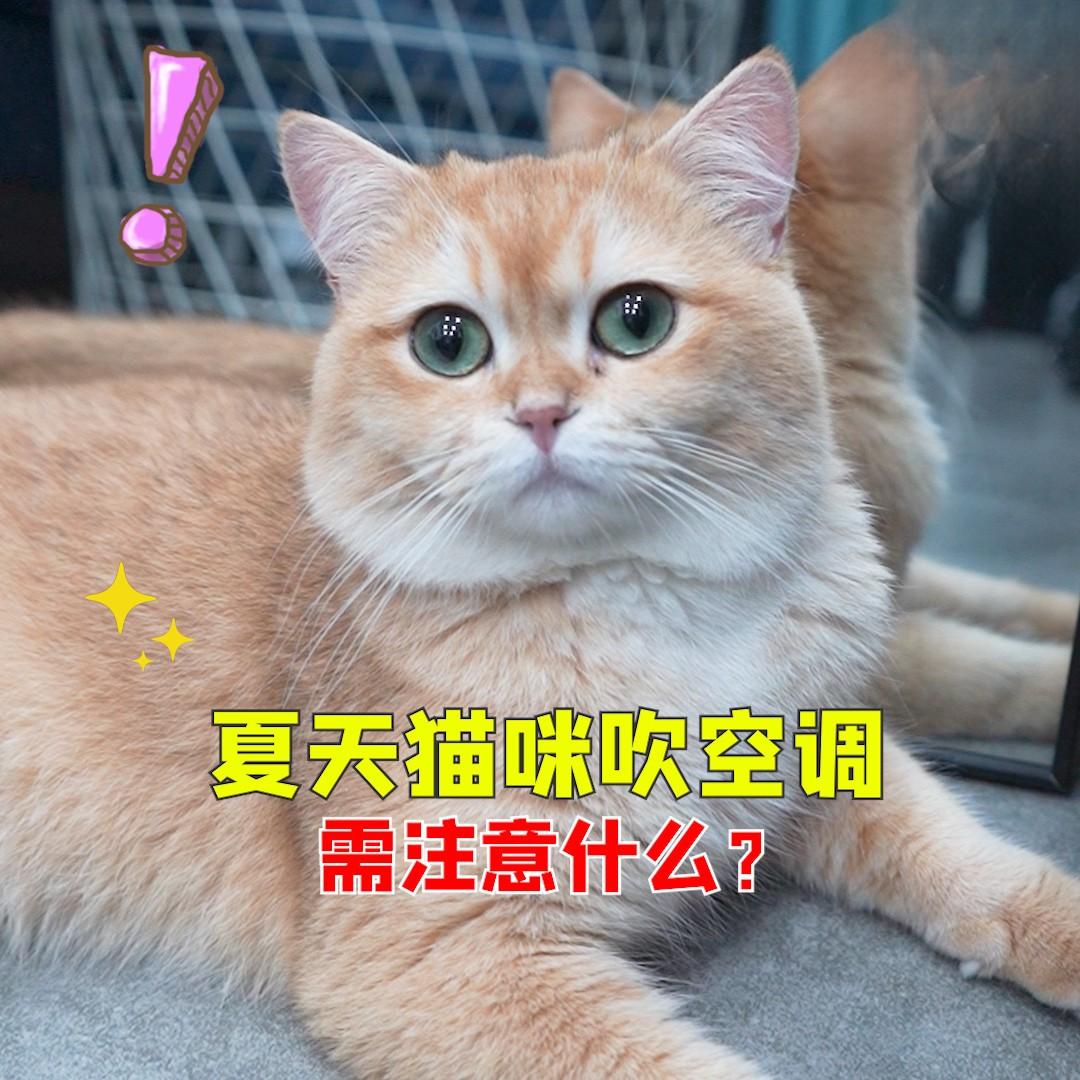 夏天猫咪吹空调需注意什么？