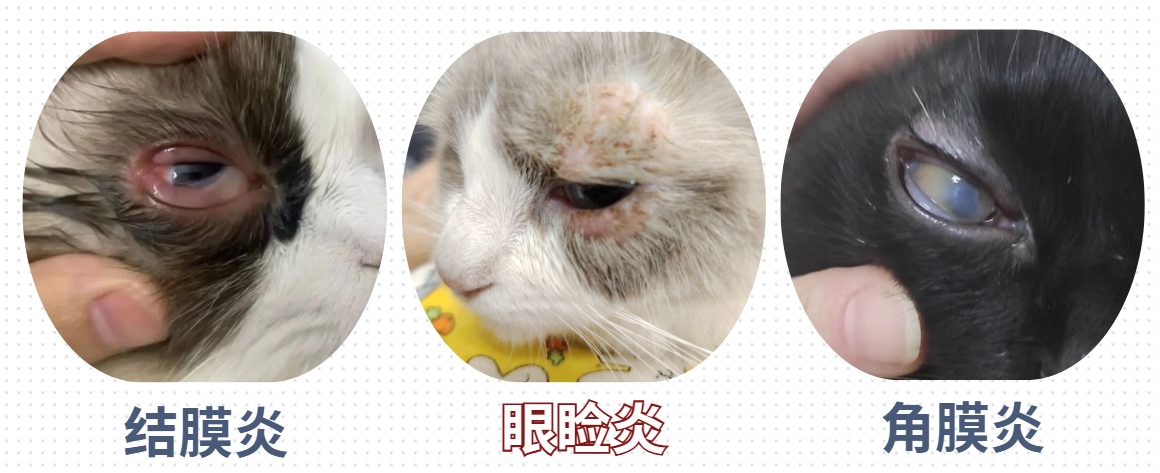 猫咪眼角总是湿湿的怎么回事？