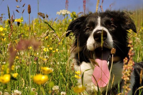 导致狗狗鼻子干的正常情况都有哪些？