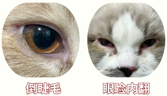 猫咪一直流眼泪