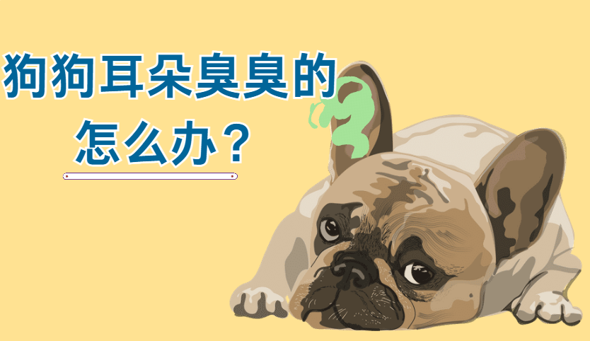 狗狗的耳朵臭臭的怎么办？分2种情况解决！