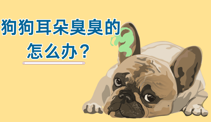 狗狗的耳朵臭臭的怎么辦？分2種情況解決！