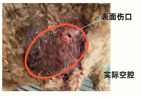 狗狗被咬了个洞怎么办？