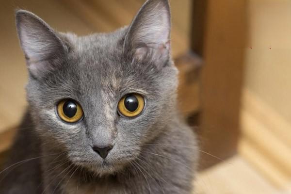 猫关节炎怎么治疗效果最好？