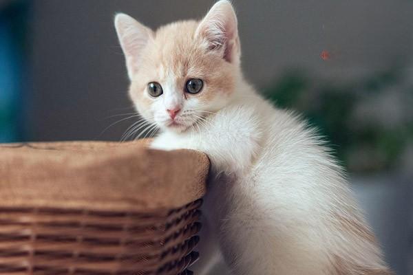 猫咪眼角有白色粘稠物