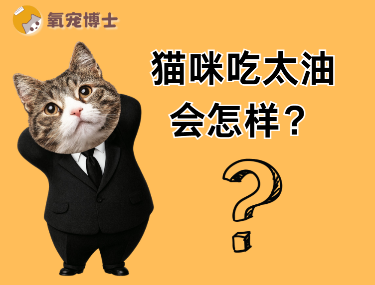 猫咪吃太油=慢性自杀？这些健康风险一定要警惕！