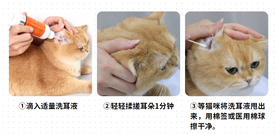 小猫耳朵里有很多黑色的东西怎么清理干净？