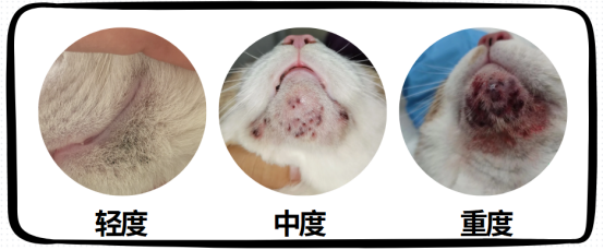 猫咪黑下巴症状