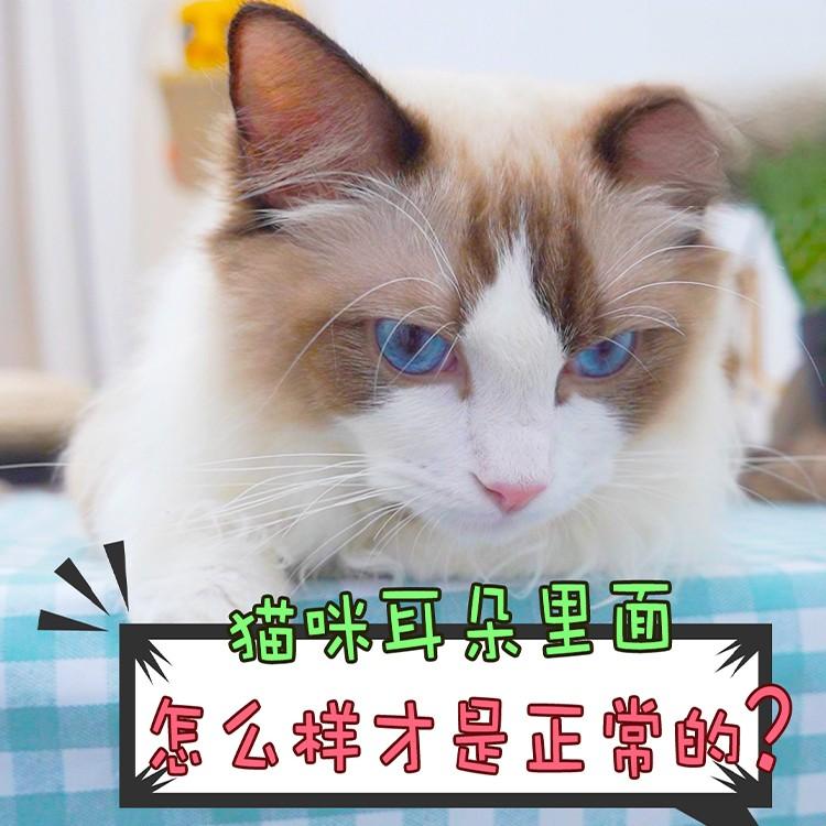 猫咪的耳朵在正常情况下应该是什么样的？