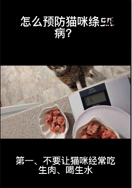 怎么预防猫咪绦虫病？