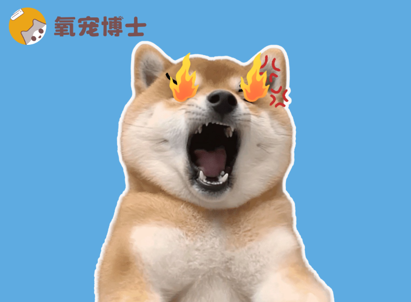 狗狗眼屎多、口臭、尿黄？多吃这些“天然降火药”！