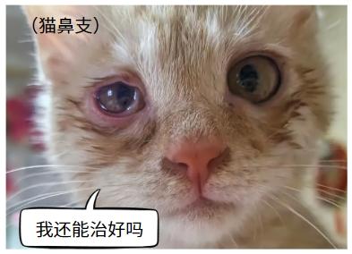 猫鼻支是不治之症？别被误导了！