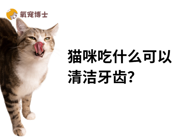 猫咪吃什么可以清洁牙齿？