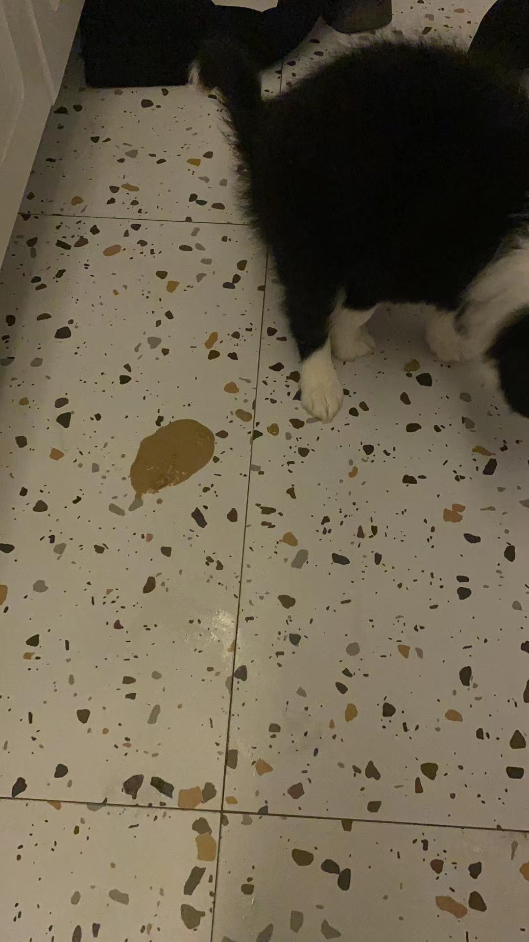 狗狗细小初期拉稀图片