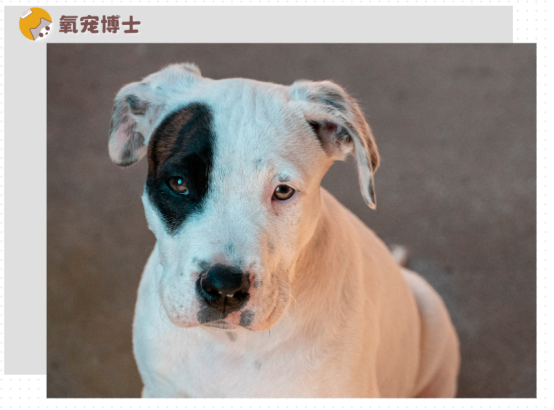 狗狗子宫蓄脓吃什么药效果好？后悔没早看！