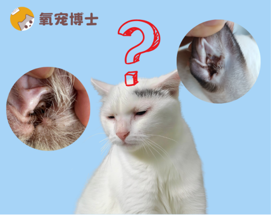 猫耳朵里的脏东西别乱清！拆解3类病因和处理方法