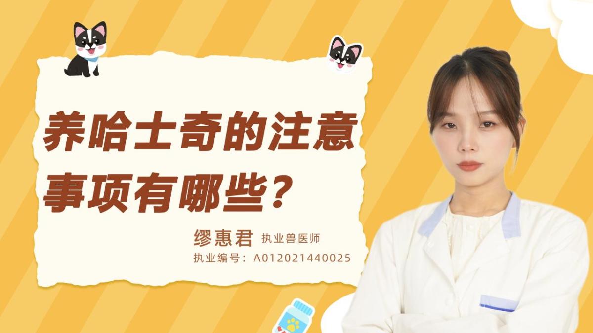 养哈士奇的注意事项有哪些？