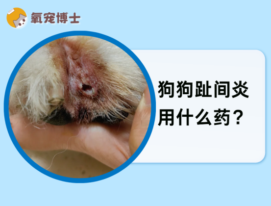 狗狗趾间炎用什么药？铲屎官必看！
