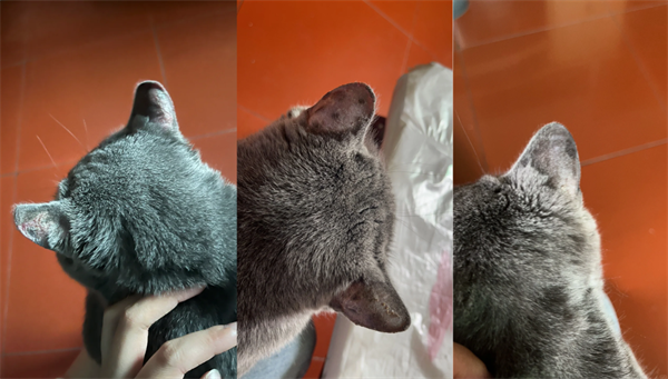 猫咪耳朵掉毛红肿用什么药？