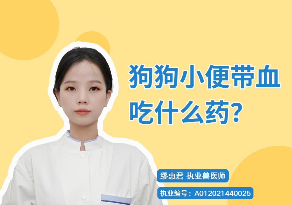 【宠医科普】狗狗小便带血吃什么药？