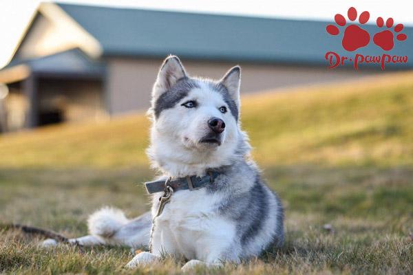 饲养犬猫的必备物品有哪些？