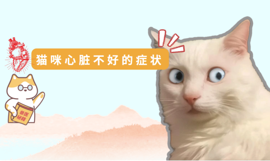 猫咪心脏不好的症状有哪些？