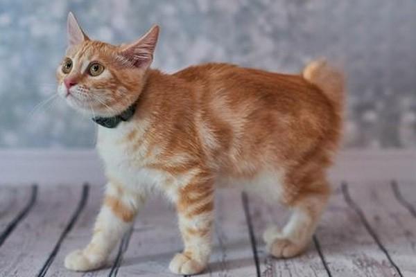 如何为猫咪选择合适的猫砂