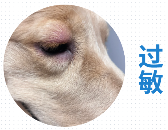 狗狗眼睛发红