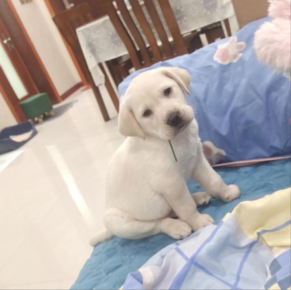 可爱的狗狗