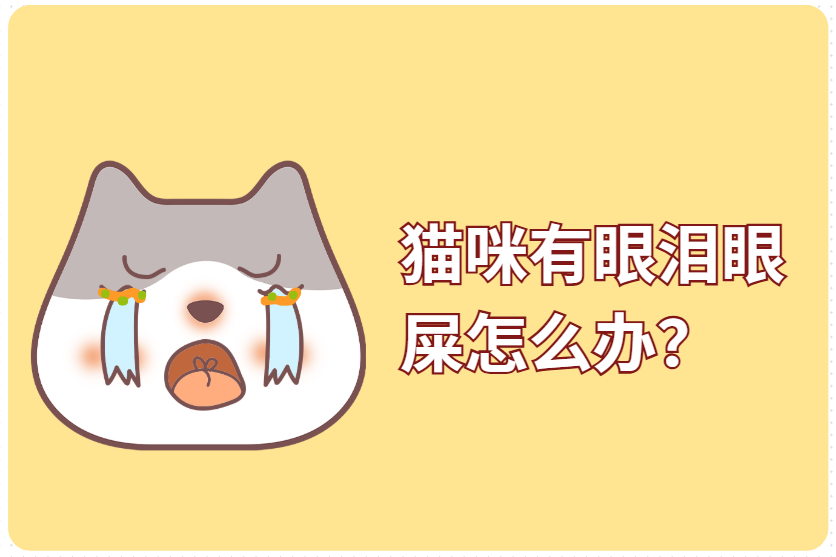 貓咪有眼淚眼屎怎么辦？