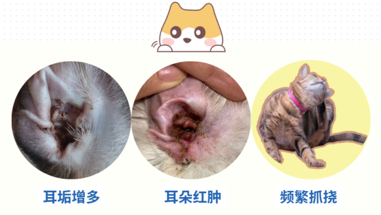 狗狗耳螨怎么治