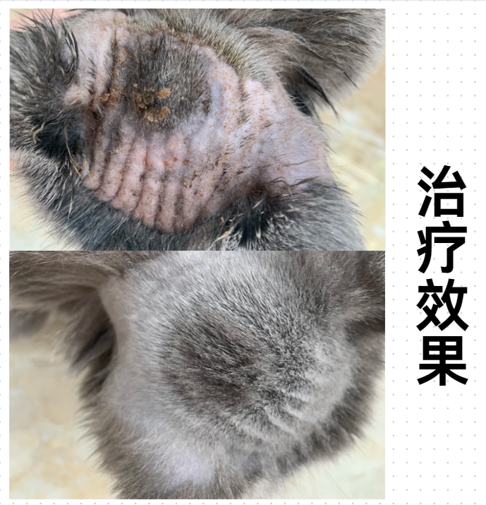 猫癣用什么药？