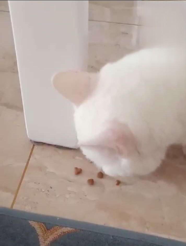 猫口炎食欲恢复