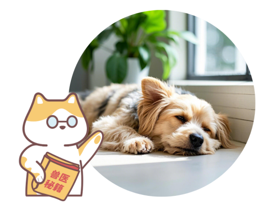 狗狗睡覺(jué)的時(shí)候喘氣急促怎么辦？