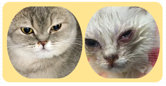 小猫流眼泪是怎么回事？