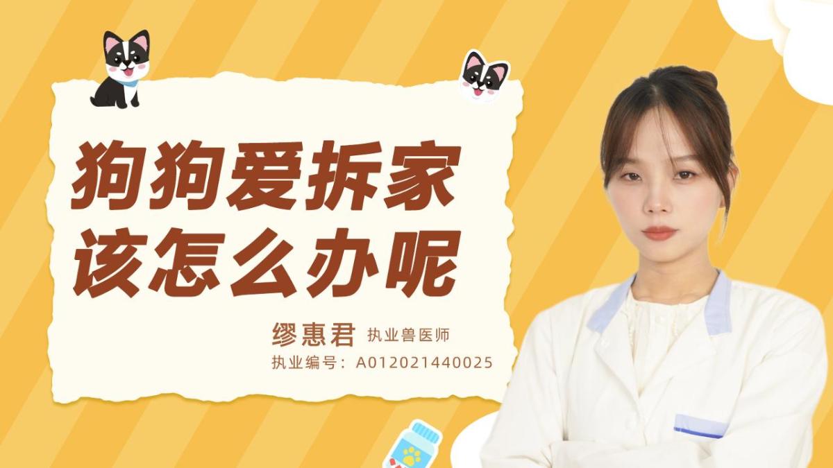 狗狗爱拆家该怎么办？