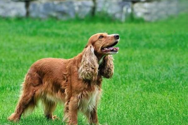 狗狗外耳炎是怎么诊断的？