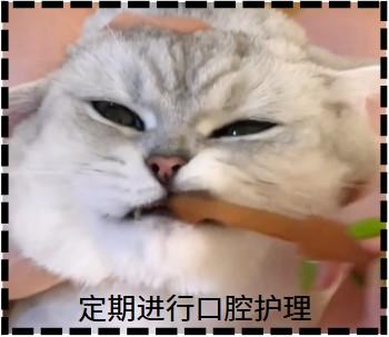 猫咪口炎：真的有根治的希望吗？