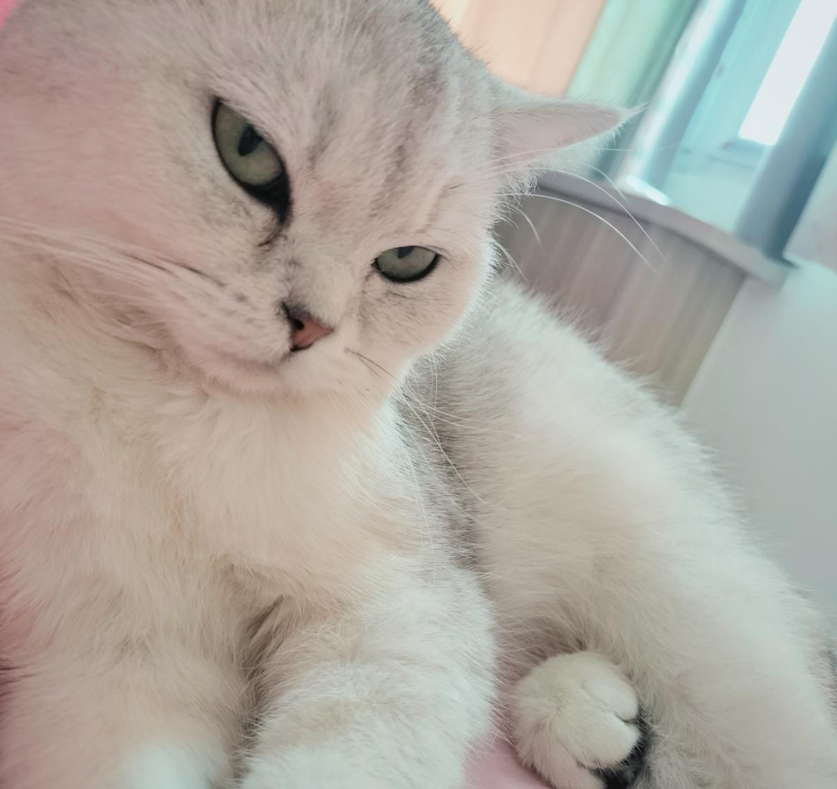 猫咪小美女不是吗