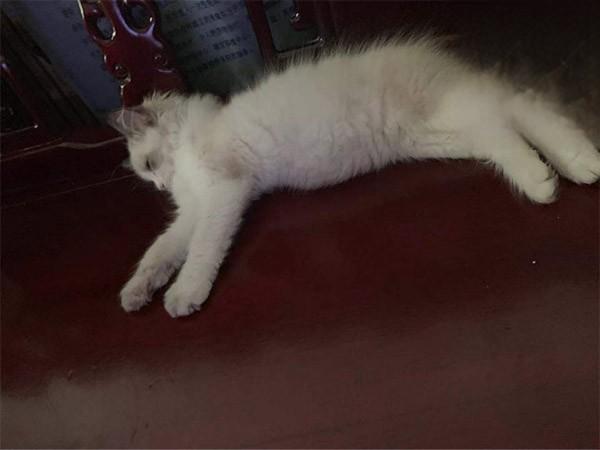 猫瘟症状