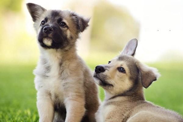 上海市养犬有哪些 上海市养犬管理条例