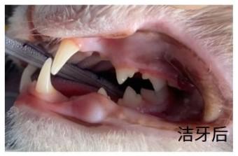 猫牙结石怎么去除？这些方法很有效！